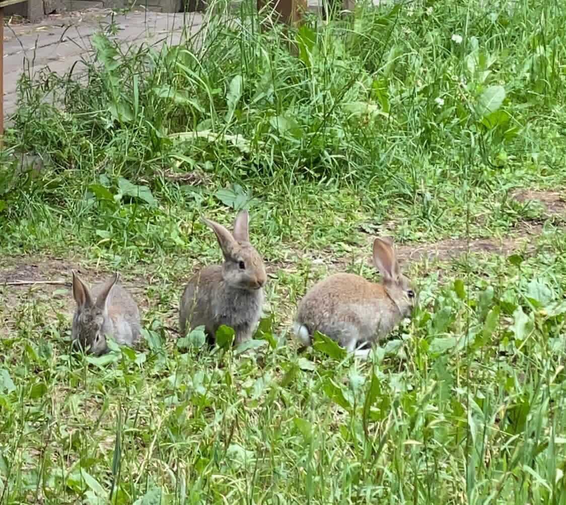В Серебряном Бору поселилось семейство кроликов