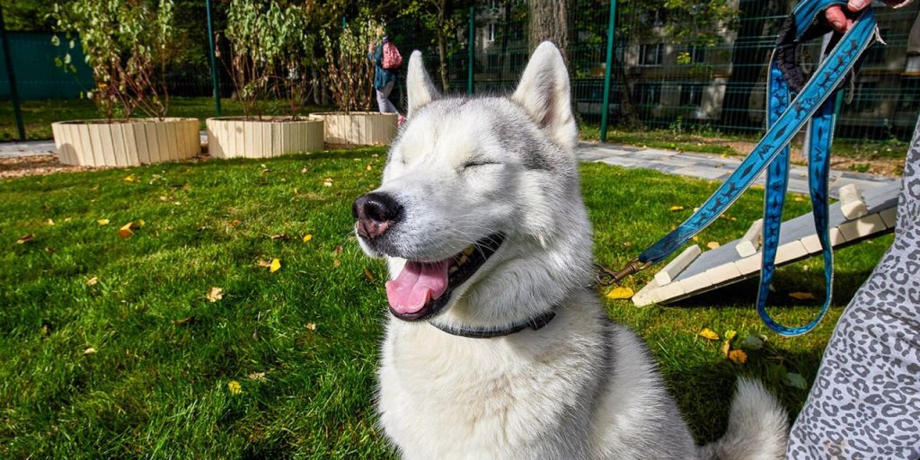 В Хорошёво-Мнёвниках планируют благоустроить крупнейшую площадку для выгула собак